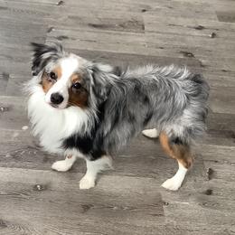 Crash - Miniature Australian Shepherd