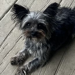 Dixie Lou - Morkie