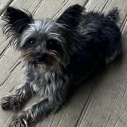 Dixie Lou - Morkie