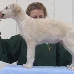 Borzoi Puppies from Radost Borzoi