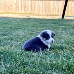Polar Bear - Black and tan male Pembroke Welsh Corgi puppy in Ashland, Ohio from SS Australian Shepherds