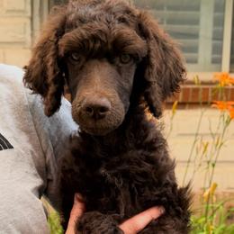 Pumpkin - Brown male Poodle puppy in Orem, Utah from First Class Poodles