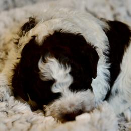 Blue Collar - Brown roan male Lagotto Romagnolo puppy in Lynden, Washington from Northwest Lagotto