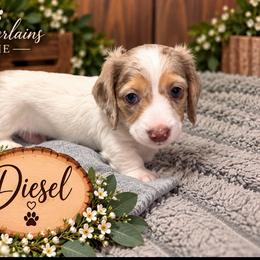 Diesel - Dapple male Dachshund puppy in Central Point, Oregon from Chamberlains Doxie