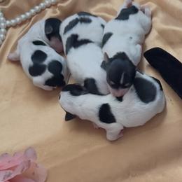 Morkie puppies from Noir Luxe Litters of NJ