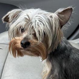 Poodles from Poodles by CNC