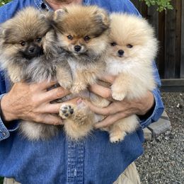 Pomeranian Puppies from Angelina Shishko