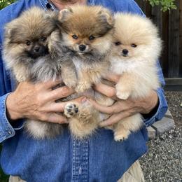 Pomeranian Puppies from Angelina Shishko
