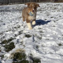 Phoenix - Red tri-color female Australian Shepherd puppy in Louisville, Kentucky from Bluegrass Australian Shepherds