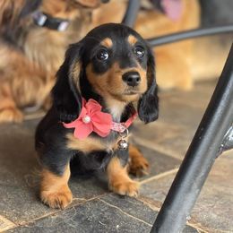 Dachshund Puppies from Star-Key's Dachshunds