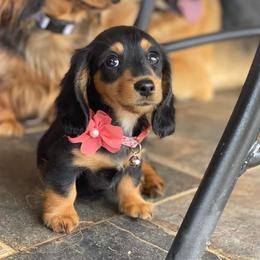 Dachshund Puppies from Star-Key's Dachshunds