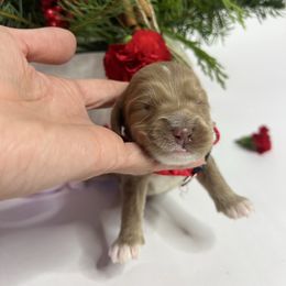 Lola - Red female Australian Labradoodle puppy in Auburn, California from Poodles and Labradoodles breeder