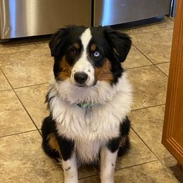 Zeke - Miniature American Shepherd