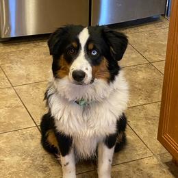 Zeke - Miniature American Shepherd