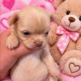 Honey - Fawn female Chihuahua puppy in Kyle, Texas from joy of chihuahuas tx