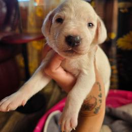 Mare (LUA) - White and lemon female Dalmatian puppy in Salem, Missouri from Paradise Spots Dalmatians