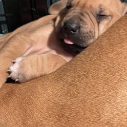 Rhodesian Ridgeback Puppies from Lyonnese Rhodesian Ridgebacks