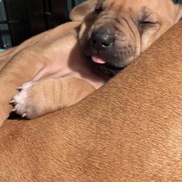 Rhodesian Ridgeback Puppies from Lyonnese Rhodesian Ridgebacks