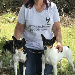 Rat Terrier Puppies from Top Shelf Rat Terriers