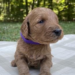 Goldendoodles from Pippa’s Pups
