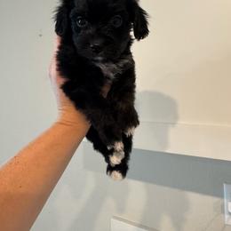 Raven - Black and white female Cavapoo puppy in Lafayette, Oregon from Wine Country Cavapoos