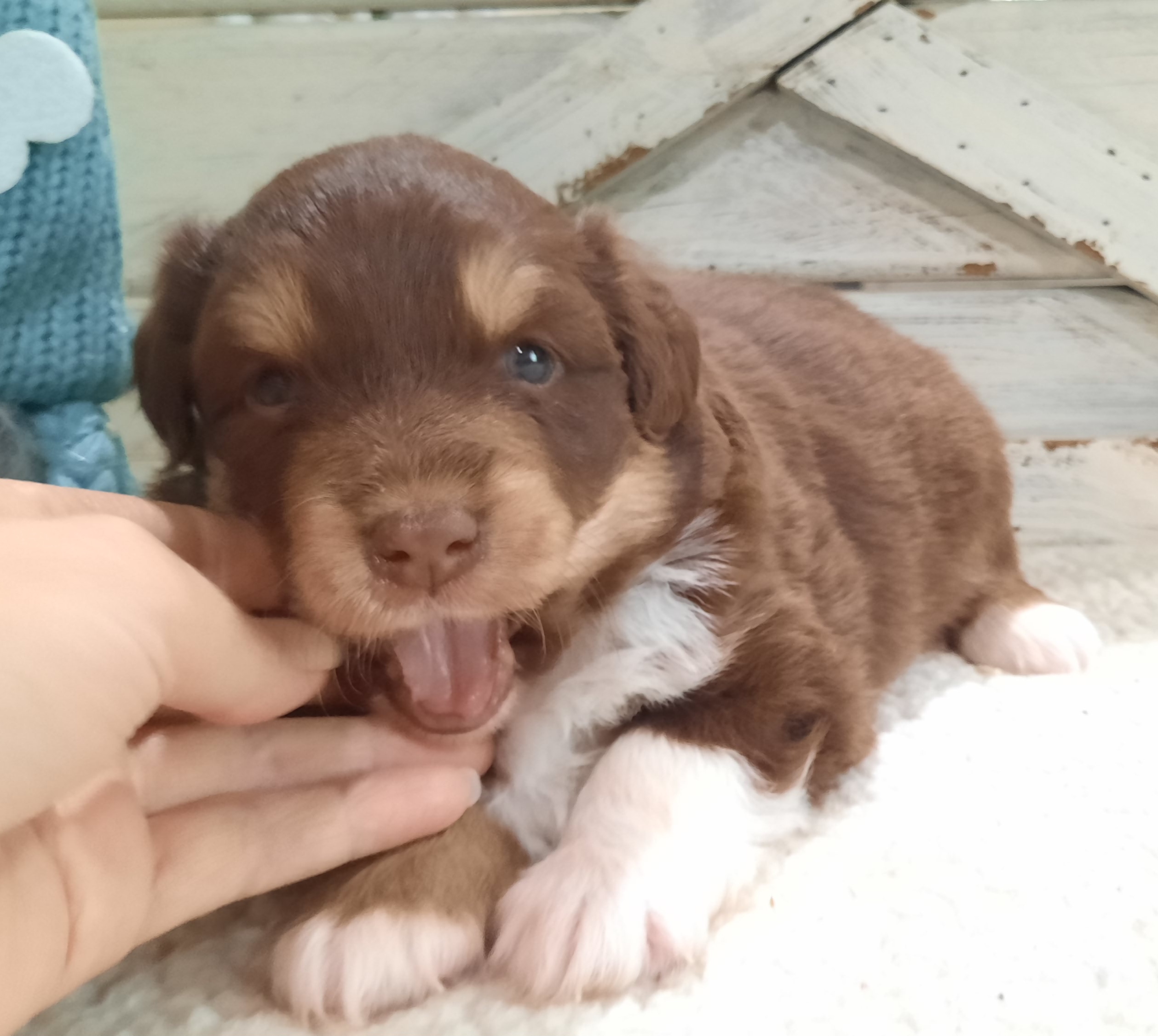Stella (Blue eyes) - Australian Shepherd puppy from Miniature Angels Farm