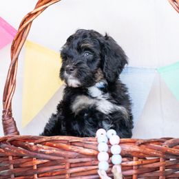 Thorn- Red - Phantom Bernedoodle puppy in Dugway, Utah from Luv4Bernedoodles