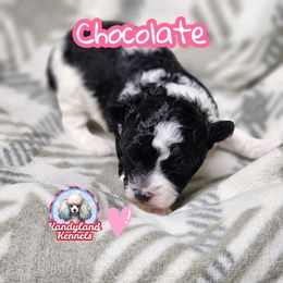 Chocolate - Parti female Poodle puppy in Hoagland, Indiana from Kandyland Kennels