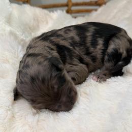 Girl 2 - Blue merle female Aussiedoodle puppy in Pomona, California from Socal Aussiedoodles