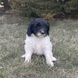Boy 1 - Bernedoodle puppy in Amherst, Nebraska from Pile Family Goldendoodles