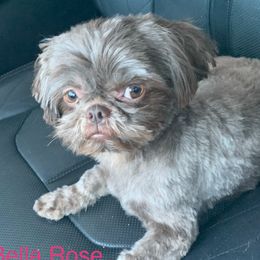 Bella-Rose - Shih Tzu