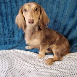 Julep - Dachshund