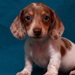 Dachshunds from Irlbeck Farm