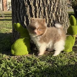 Jasper - Lavender male Pomeranian puppy in San Jacinto, California from Savvypomeranians