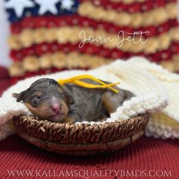 Joan Jett - Blue merle female Bernedoodle puppy in Austin, Texas from Boutique Bernedoodles & Co.