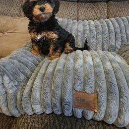 Poodle, Yorkipoo, and Yorkshire Terrier Puppies from Sonshine Yorkies