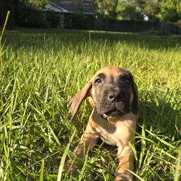 Doberman Pinscher and Great Dane Puppies from Draggin Dobermans & Great Danes
