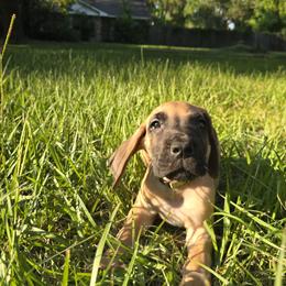 Doberman Pinscher and Great Dane Puppies from Draggin Dobermans & Great Danes