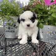 Mal-Shi Puppies from Kelli Hickman
