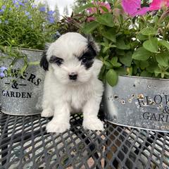 Mal-Shi Puppies from Kelli Hickman