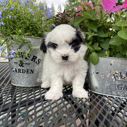 Mal-Shi Puppies from Kelli Hickman