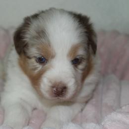 MariBelle - Red merle female Australian Shepherd puppy in Granville, Ohio from River Trails Aussies