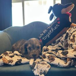 Pluto - Cream male Dachshund puppy in Hudson, Michigan from Mittentail Kennel Miniature Dachshunds & Australian Shepherds