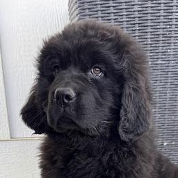 Newfoundland Puppies from Lonepine Newfoundlands