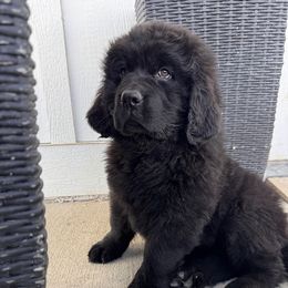 Newfoundland Puppies from Lonepine Newfoundlands