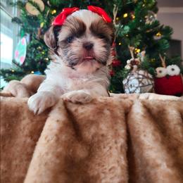 Red - Liver and white female Shih Tzu puppy in Jenks, Oklahoma from Northstar Shih Tzu