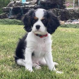 Cavalier King Charles Spaniels from Show-Me-Cavaliers