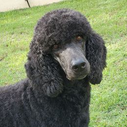 Poodle Puppies from Deborah Busch Poodles