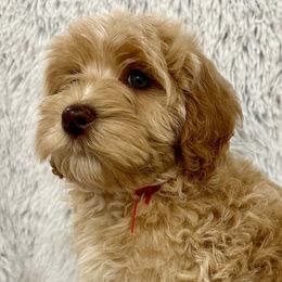 Girl 2 - Caramel Australian Labradoodle puppy in Peoria, Arizona from Kalolabradoodles
