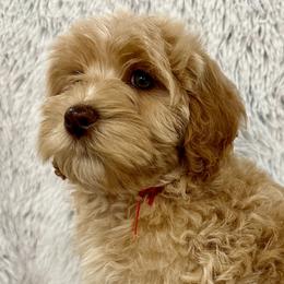 Girl 2 - Caramel Australian Labradoodle puppy in Peoria, Arizona from Kalolabradoodles
